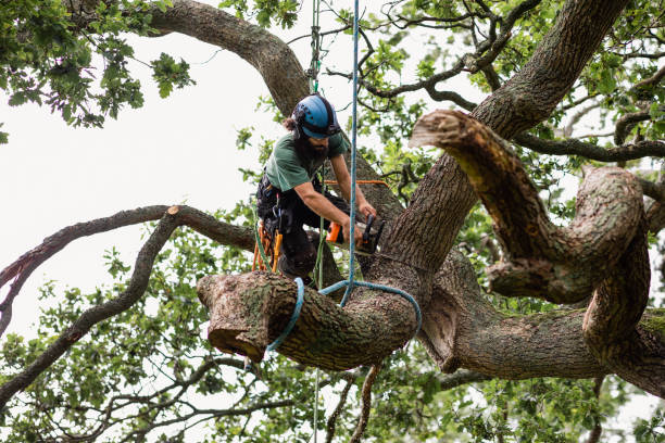 Professional Tree Care in Red Hill, PA