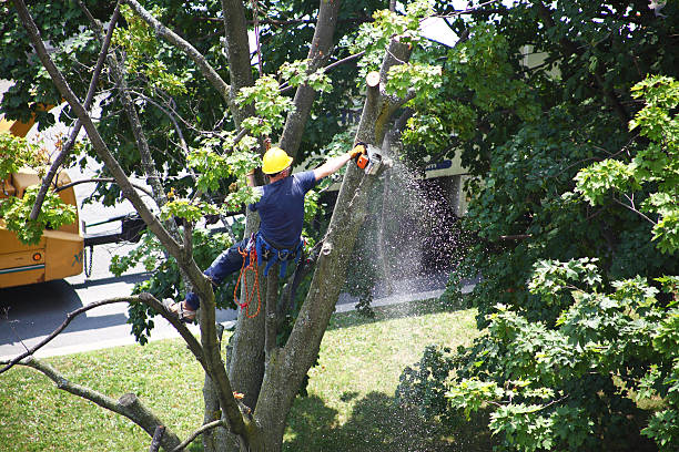 Best Firewood Processing and Delivery  in Red Hill, PA