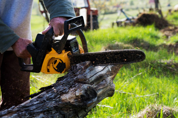 How Our Tree Care Process Works  in  Red Hill, PA